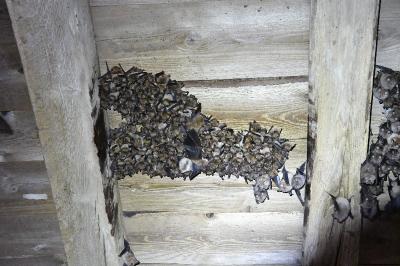 Myotis emarginatus