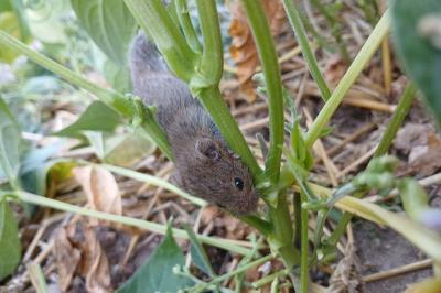 <i>Microtus</i>