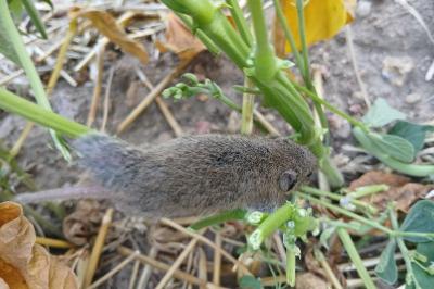<i>Microtus</i>