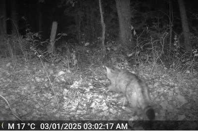 Chat forestier