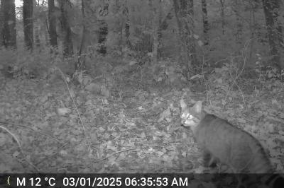 Chat forestier