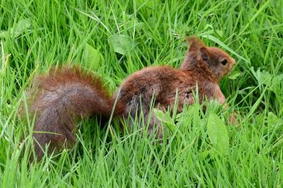 Écureuil roux