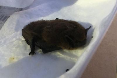 <i>Pipistrellus</i>