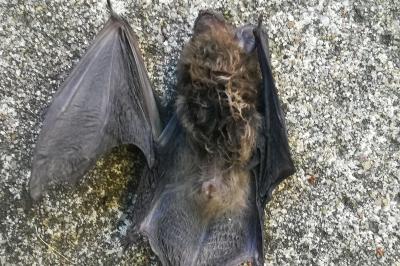 Pipistrelle commune