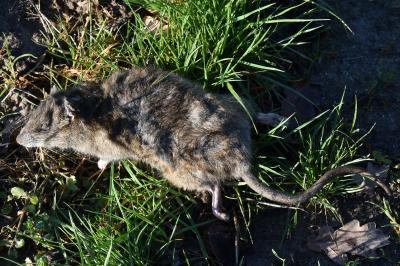 Rat surmulot