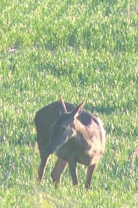 Cerf élaphe