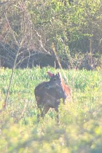 Cerf élaphe