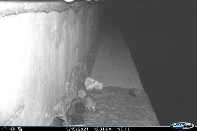<i>Rattus</i>