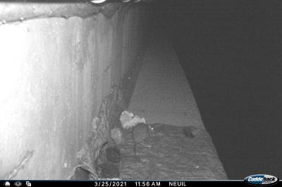 <i>Rattus</i>