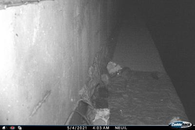 <i>Rattus</i>