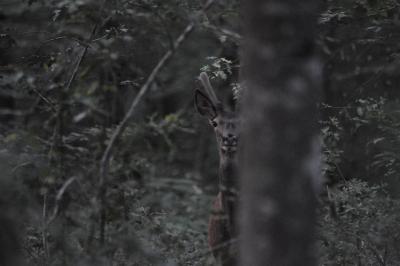 Cerf élaphe