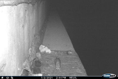 <i>Rattus</i>