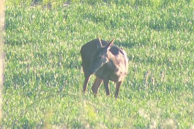 Cerf élaphe