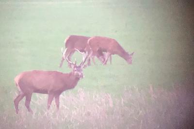 Cerf élaphe