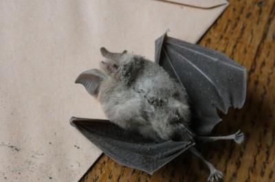Petit rhinolophe