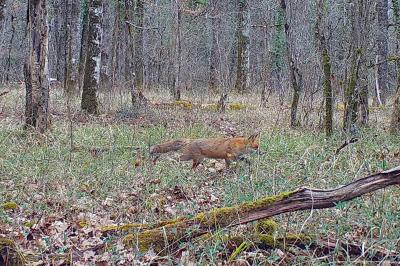 Renard roux