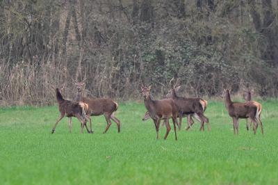 Cerf élaphe