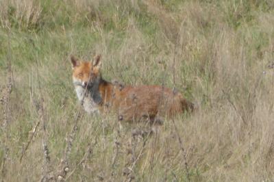 Renard roux