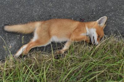 Renard roux