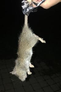 Rat surmulot