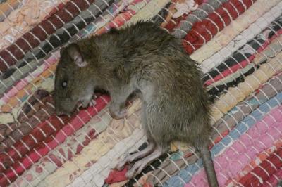 Rat surmulot