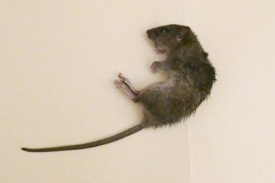 Rat surmulot
