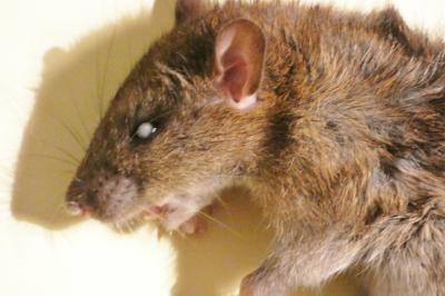 Rat surmulot