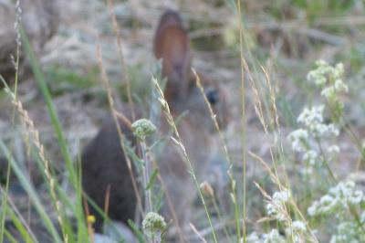 Lapin de garenne