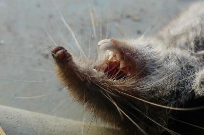 <i>Crocidura</i>