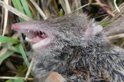 <i>Crocidura</i>