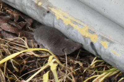 <i>Crocidura</i>