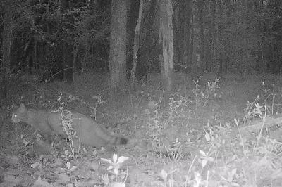 Chat forestier