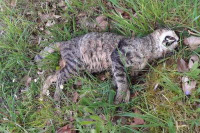 Chat forestier