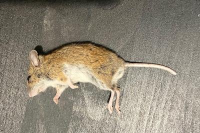 Mulot sylvestre