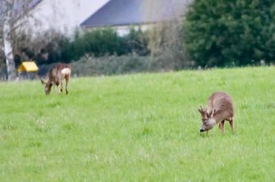 Chevreuil européen