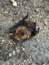 <i>Pipistrellus</i>