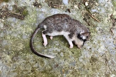 Lérot