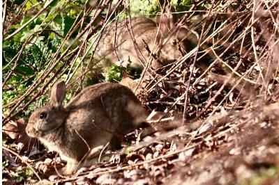 Lapin de garenne