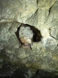 <i>Myotis alcathoe/brandtii/mystacinus</i>