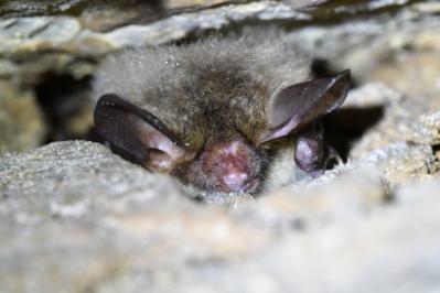 Murin de Bechstein