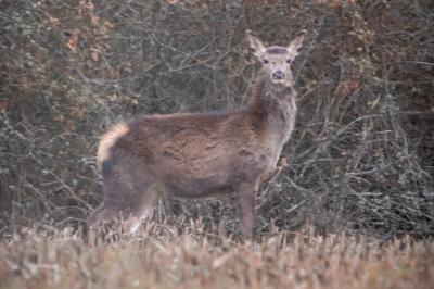 Cerf élaphe