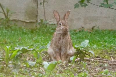 Lapin de garenne