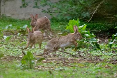 Lapin de garenne