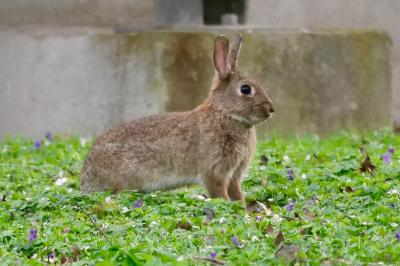 Lapin de garenne