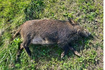 Sanglier