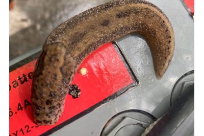 <i>Limax maximus</i>