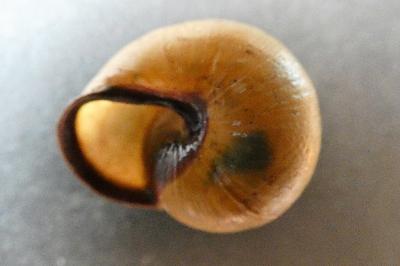 <i>Cepaea nemoralis</i>