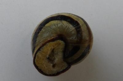 <i>Cepaea nemoralis</i>