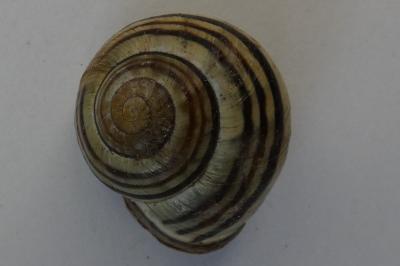 <i>Cepaea nemoralis</i>