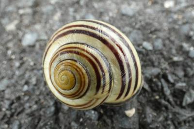 <i>Cepaea nemoralis</i>